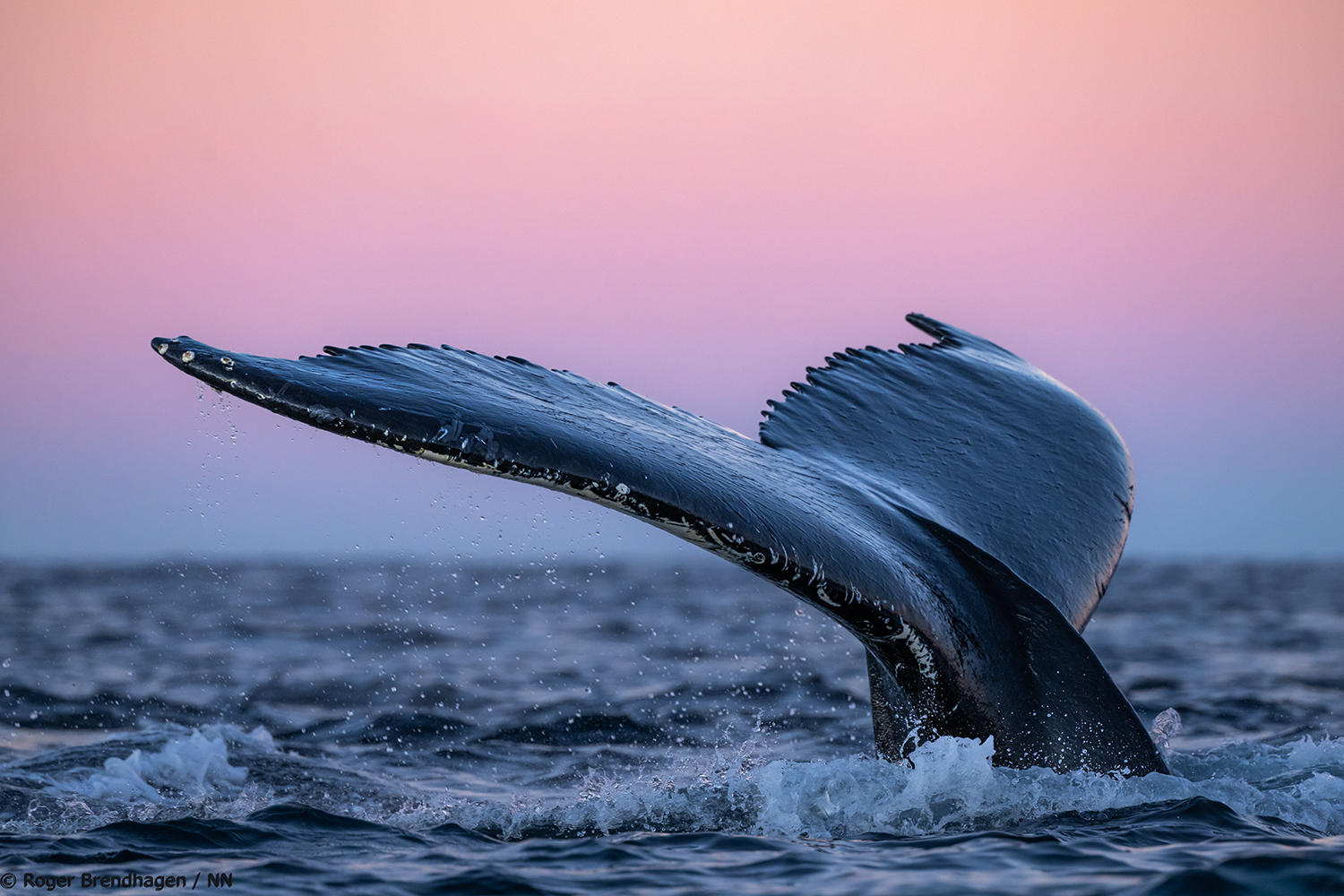 24h-observacao-de-baleias-aurora-boreal-cruzeiro-02