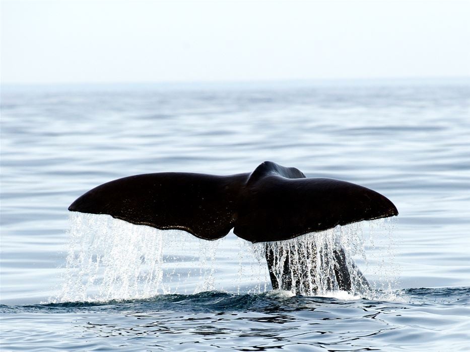 Passeio de Barco com Observação de Baleias 1