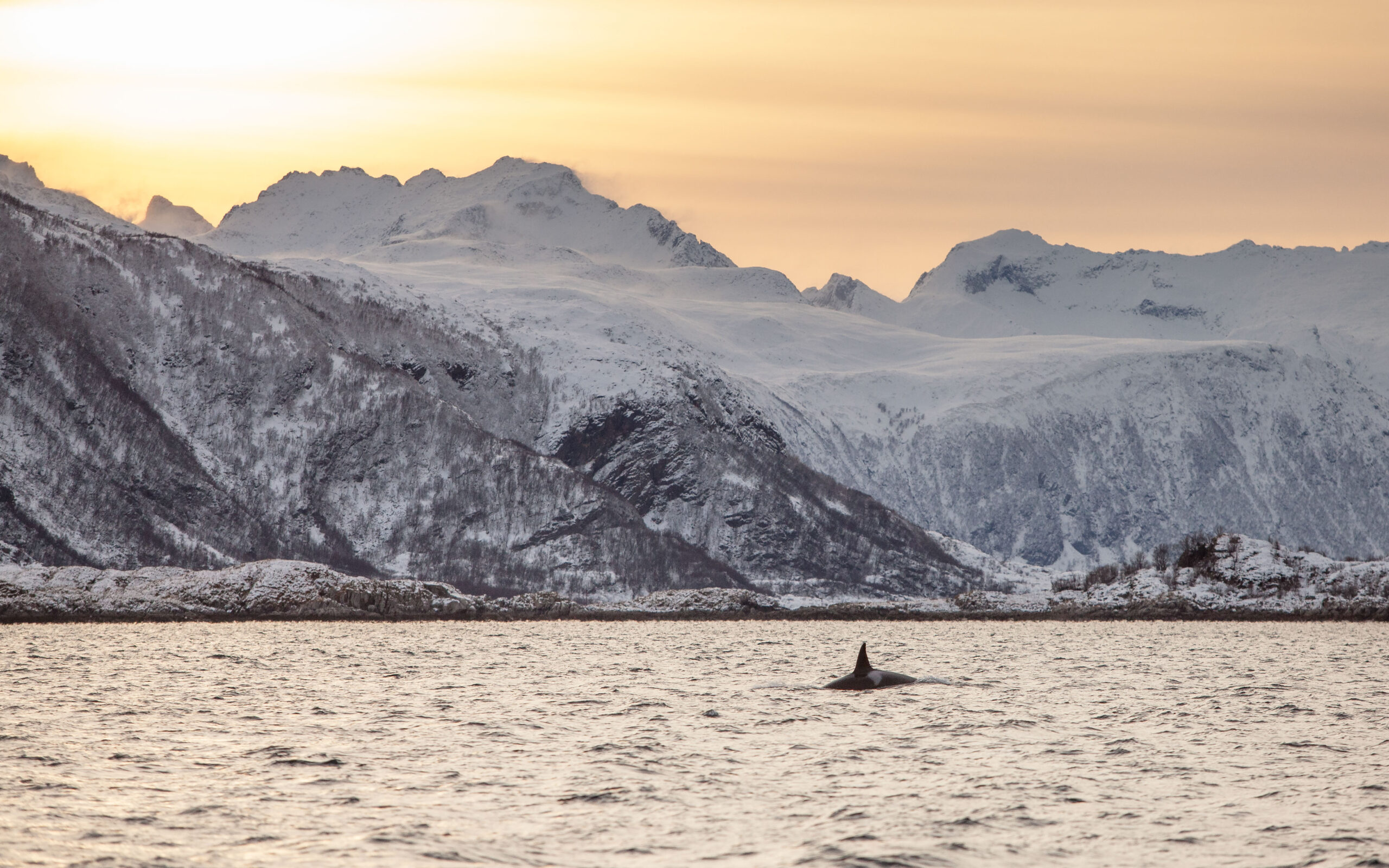 Whale watching cruise