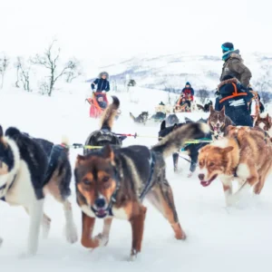Huskies puxando trenó em paisagem nevada das Lyngen Alps, Tromsø